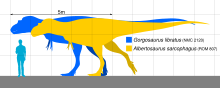 Size comparison of Albertosaurus (yellow) with Gorgosaurus (blue) and a human Albertosaurinae Scale V2.svg