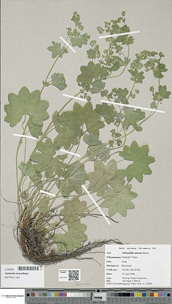 File:Alchemilla micans herbarium (05).jpg