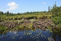 Beaver dam