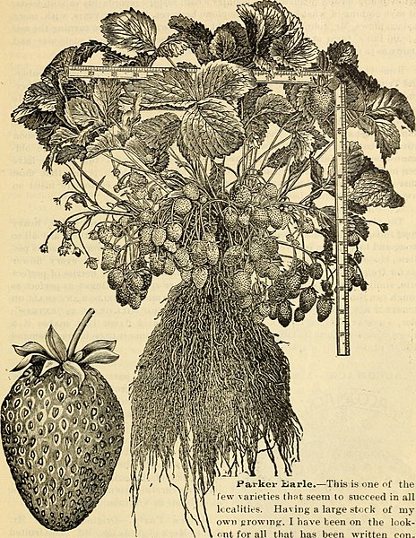 File:Allen's descriptive catalogue of choice strawberry plants - grown and for sale by W. F. Allen, Jr (1893) (17919294640).jpg