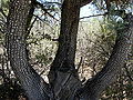 Juniperus deppeana.