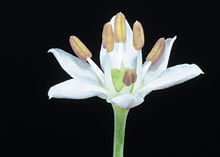Allium tuberosum by Taraxacumseeds 02.jpg