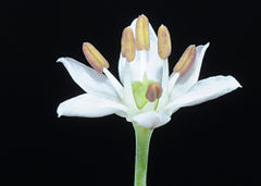 Individual flower