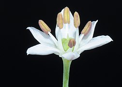 Individual flower