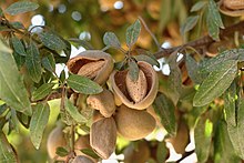 Almonds maturing on a tree Almonds Maturing on Trees.jpg