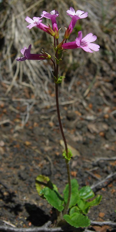 Ourisia alpina