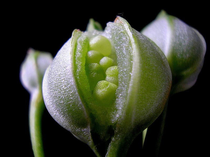 File:Alstroemeria pod opening.jpg