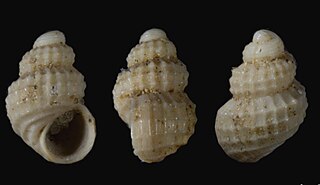 <i>Alvania allixi</i> Species of gastropod