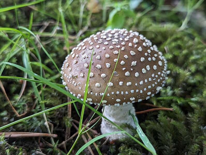 File:Amanita pantherina 313305484.jpg