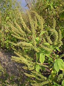 Ambrosia trifida (תפרחות) .jpg