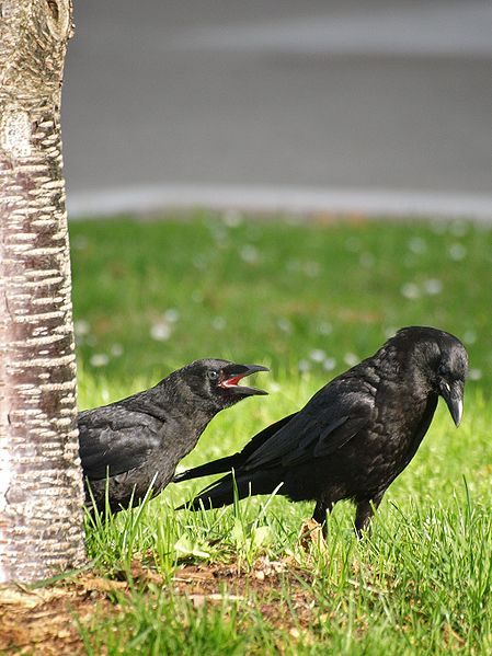File:American Crow and Fledgling.jpg
