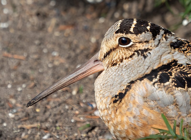 File:American woodcock in Bryant Park (54062).jpg