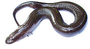 Amphiuma (dois dedos) .jpg