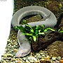 Thumbnail for Amphiuma tridactylum