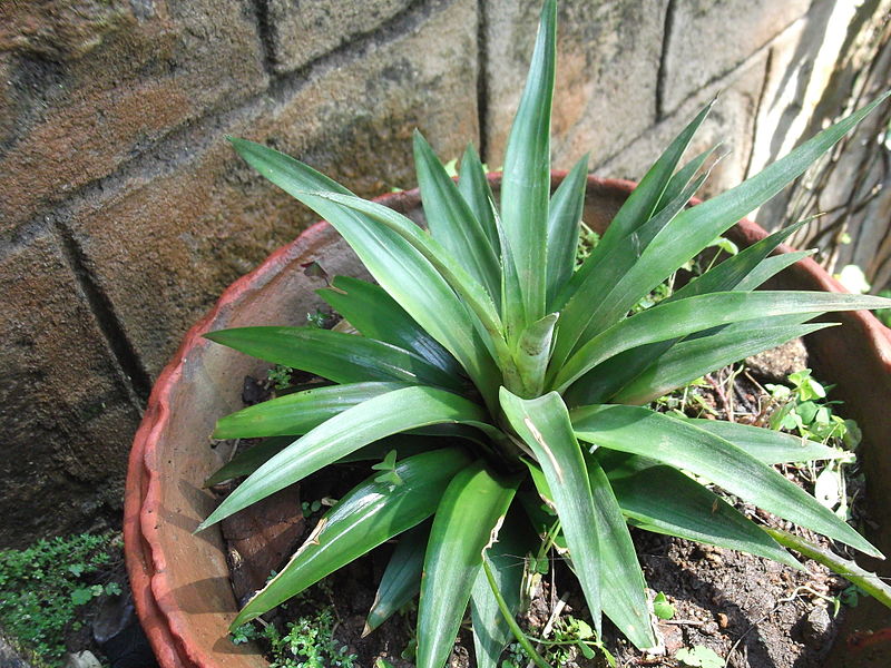 File:Ananas comosum-1-yercaud-salem-India.JPG