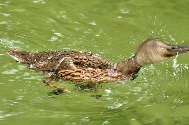 File:Anas platyrhynchos (Küken) - Nymphenteich Zürichhorn 2011-06-06 16-15-10.JPG