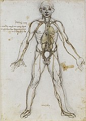 Corpo umano - Wikipedia