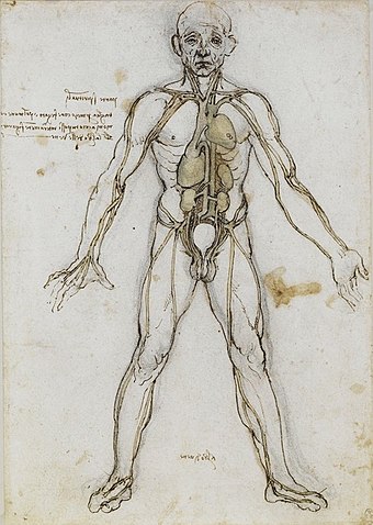 Anatomical study by Leonardo da Vinci