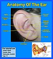 Anatomy of the outer ear.