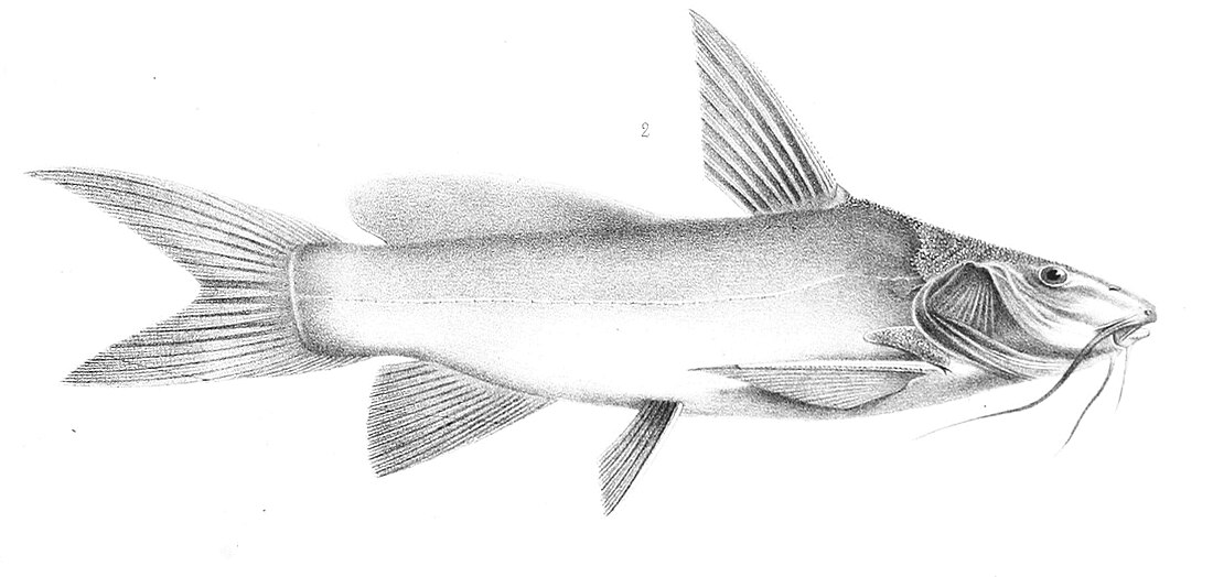 Anchariidae