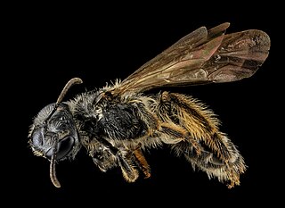 <i>Andrena robertsonii</i> Miner bee species in the family Andrenidae