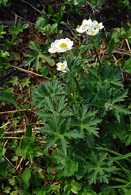 Ветреник сибирский (Anemonastrum sibiricum)