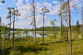 Au premier plan, une forêt éparse de pins ; au second plan un lac ; en arrière-plan des collines boisées.