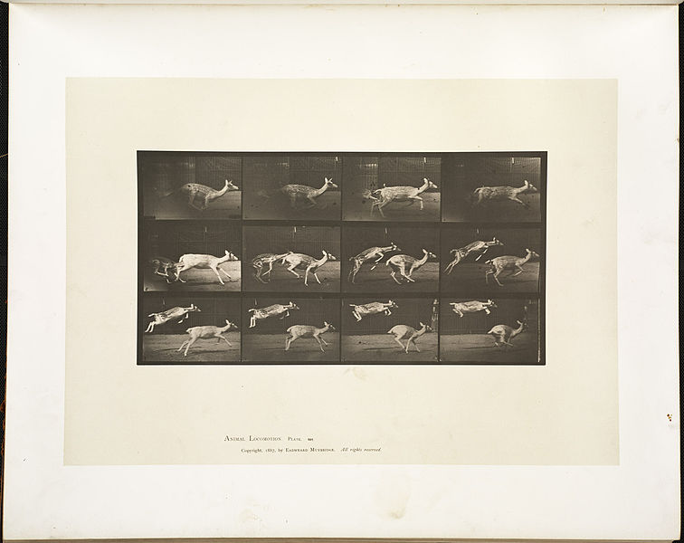 File:Animal locomotion. Plate 691 (Boston Public Library).jpg