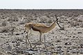 Antelope, Namibia