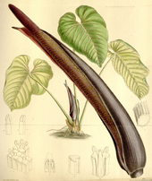 Anthurium gustavii (sekcja Calomystrium)