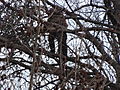 Close view of anti-abortion protester Rives Grogan perched high in a tree on the south lawn of the west face of the US Capitol during the 2013 US Presidential Inauguration. Viewed from First St SW just south of the midpoint between Peace Circle and Garfield Circle, Washington, DC.