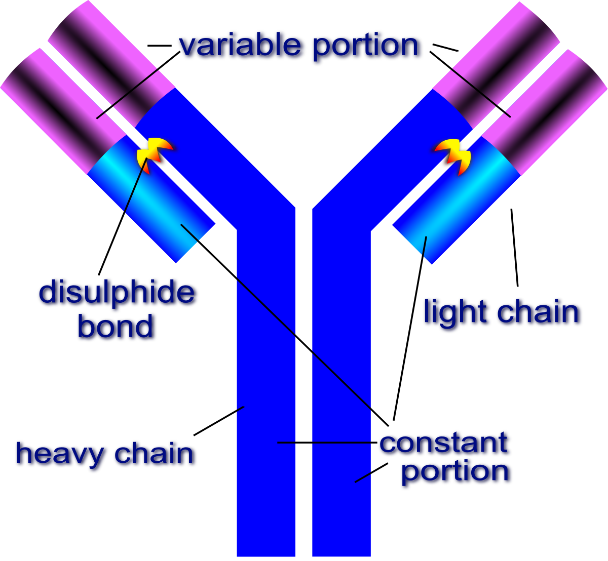 Моноклональные антитела строение. Строение моноклональных антител. Моноклональные антитела структура. Химерные моноклональные антитела. Клон антитела