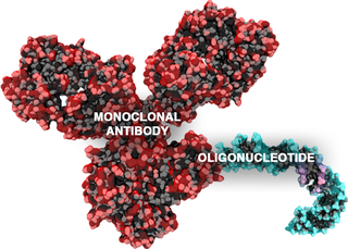 <span class="mw-page-title-main">Antibody-oligonucleotide conjugate</span>