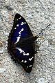 Голяма ирисова пеперуда (Apatura iris) иризираща в синьо