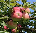 * Nomination Apples on an apple-tree -- George Chernilevsky 03:02, 4 August 2022 (UTC) * Promotion  Support Good quality. --XRay 03:18, 4 August 2022 (UTC)