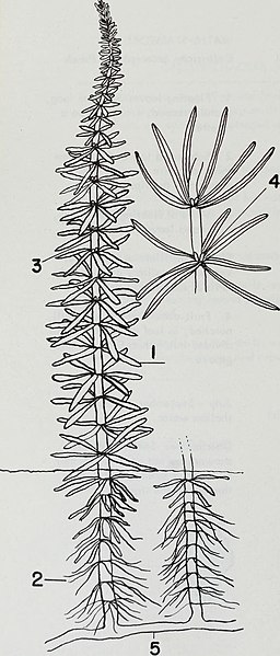 File:Aquatic plants of Illinois; an illustrated manual including species submersed, floating, and some of shallow water and muddy shores (1966) (19126279943).jpg