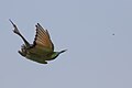 * Nomination green bee-eater (Merops orientalis) chasing a fly. photo taken at negev desert, Sde Boker, Isreal. -- מינוזיג 15:11,, 26 September 2015 (UTC) * Decline It hurts to decline this! It is soft at full resolution -- not movement blur. I am so sad because it is such a cool photograph! -- RaboKarbakian 05:41, 5 October 2015 (UTC)