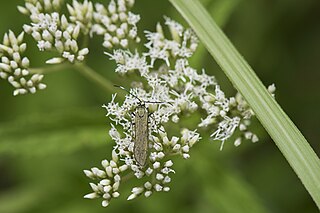 <i>Arachotia</i> Genus of moths