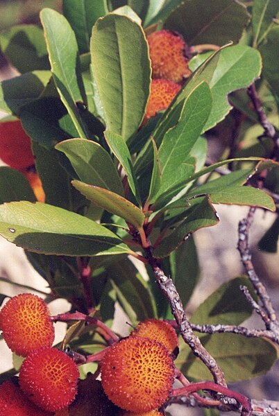 File:Arbutus unedo (2).jpg