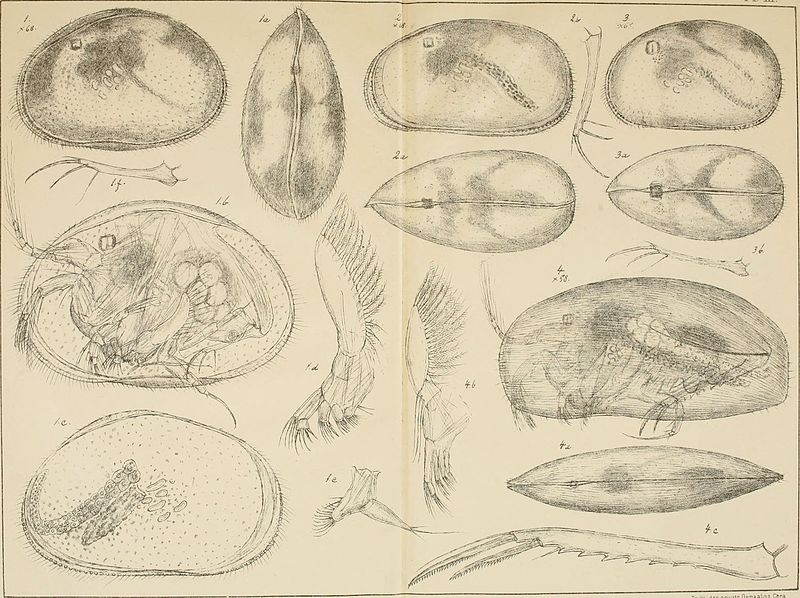 File:Archiv for mathematik og naturvidenskab (1903) (20333268181).jpg