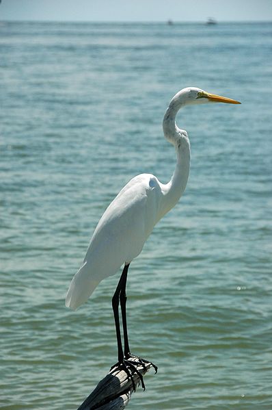 File:Ardea alba egretta (great egret) (Cayo Costa Island, Florida, USA) 8 (25306745174).jpg