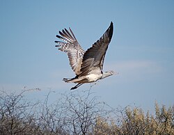 Ardeotis kori flying.JPG