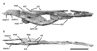 <i>Argentinadraco</i> Genus of azhdarchoid pterosaur from the Late Cretaceous