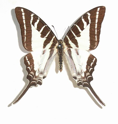 Graphium aristeus