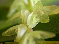 Acianthera hygrophila