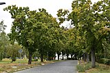 Linden trees