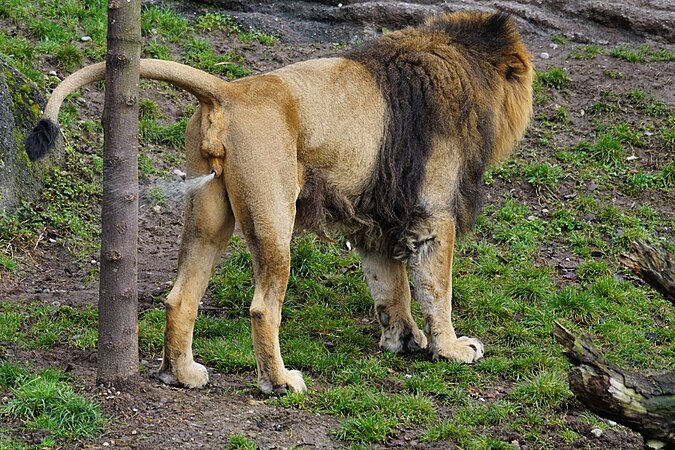 Asiatic lion marking territory