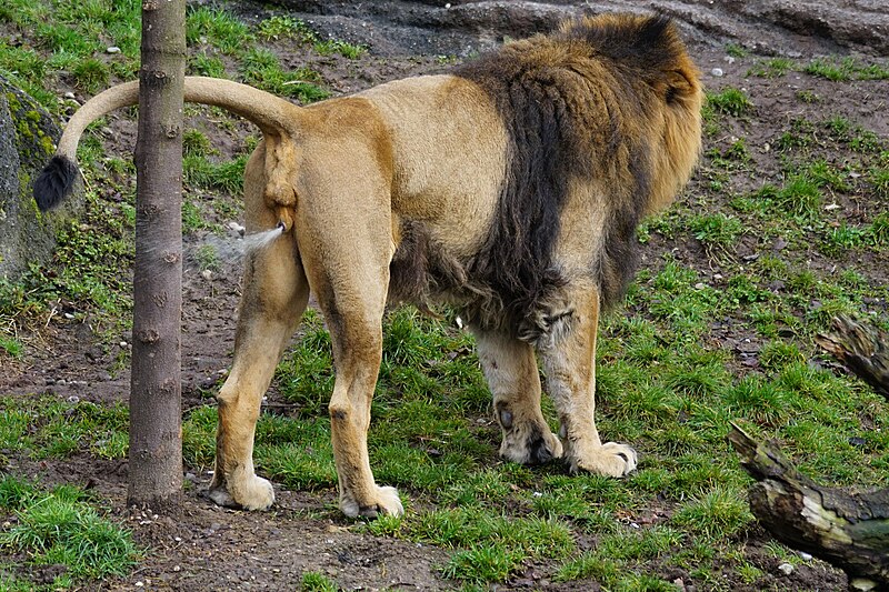 File:Asiatic lion marking its territory.jpg