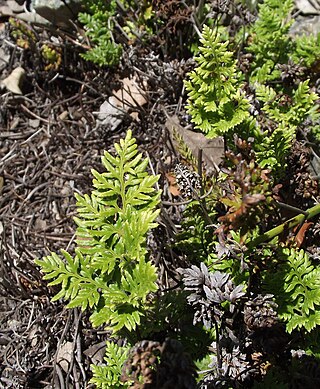 <i>Aspidotis carlotta-halliae</i> Species of fern