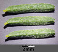 Leaflets with compass needle hairs